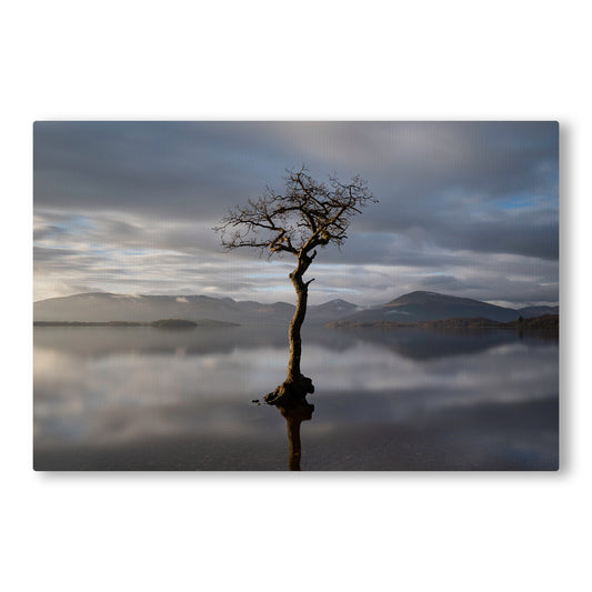 Canvas Print The Tree At Milarrochy Bay West Highland Way