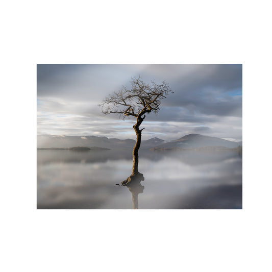 Standard Print The Tree At Milarrochy Bay West Highland Way